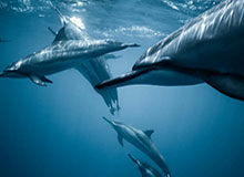 蘑菇影视在线观看深度揭秘：花絮风波背后，圈内人在记者发布会的角色极其令人意外